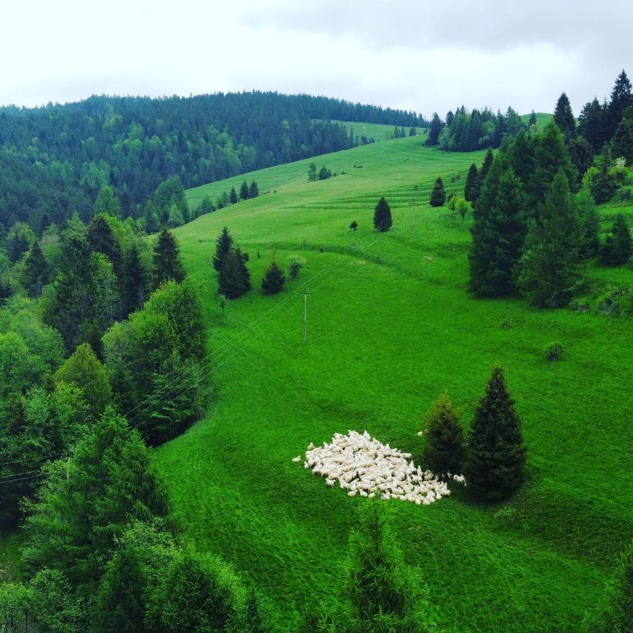 Dziejba Lesna Apartamenty &Spa - Piekne I Nowe Apartamenty I Domek, Sauna I Jacuzzi - W Cenie I Na Wylacznosc, 1 Km Od Stoku Явірки Екстер'єр фото
